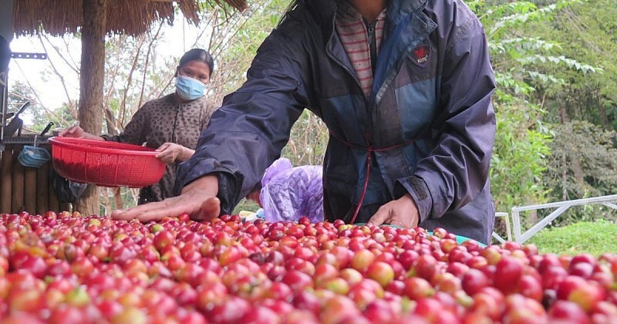 Giá vọt lên mức cao nhất trong 1 tháng, xuất khẩu cà phê Việt Nam có cơ hội tăng cao