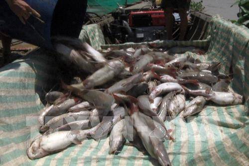 Đã thống kê thiệt hại ban đầu sự cố cá chết trên sông La Ngà