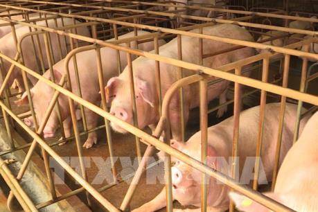 Hưng Yên hỗ trợ người chăn nuôi lợn bị dịch tả châu Phi