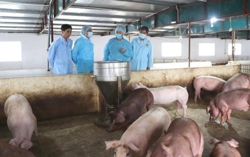 Ngăn chặn, kiểm soát, loại bỏ bệnh dịch tả lợn châu Phi | Nông nghiệp   nông thôn