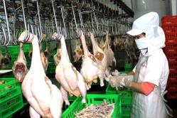 Hợp tác xây dựng chuỗi sản xuất thịt gà trị giá 200 triệu USD