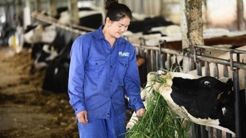 Mộc Châu Milk: Thành công nhờ đồng hành cùng nông dân