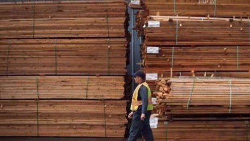 Canada kháng cáo phán quyết của WTO về thuế nhập khẩu gỗ mềm