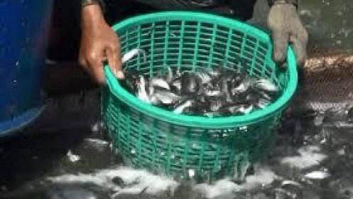 Long An quản lý chặt việc ương cá tra giống