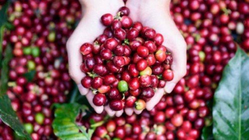 Giá cà phê Tây Nguyên thấp kỉ lục, giá tiêu đứng yên, nông dân bế tắc