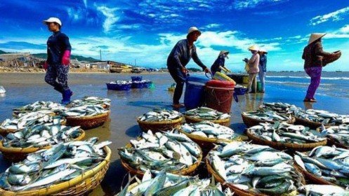 Hàng loạt lô hàng thủy sản Việt Nam bị EU từ chối hoặc giám sát vì ATVSTP