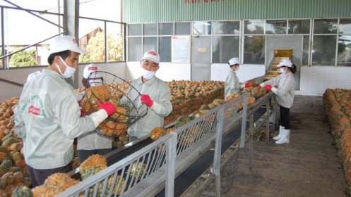 Xuất khẩu nông sản sang thị trường Trung Quốc: Thách thức và cơ hội