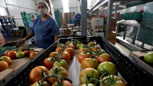 Mỹ áp thuế 17,5% đối với cà chua nhập khẩu từ Mexico