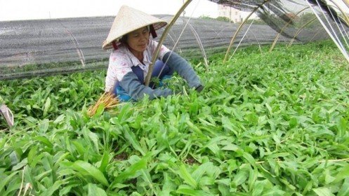 Nhật Bản sẽ kiểm tra “gắt” hơn các loại rau quả nhập khẩu từ Việt Nam
