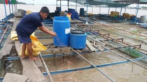 Giá cá sụt giảm, ngư dân làng bè ở Tiền Giang lỗ nặng