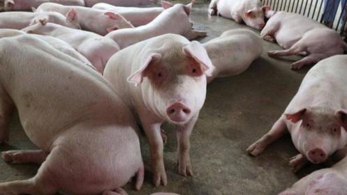 Giá thịt lợn hơi giảm khi dịch lợn tả châu Phi bùng phát trở lại
