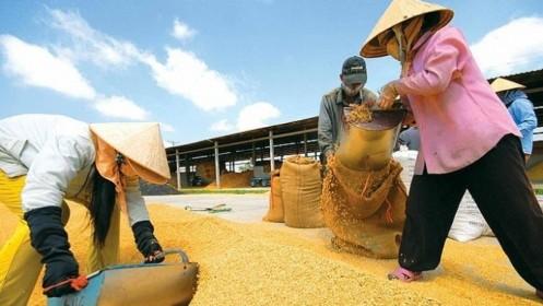 Bắt nhóm đối tượng lừa đảo tiền tỷ của tiểu thương thu mua lúa