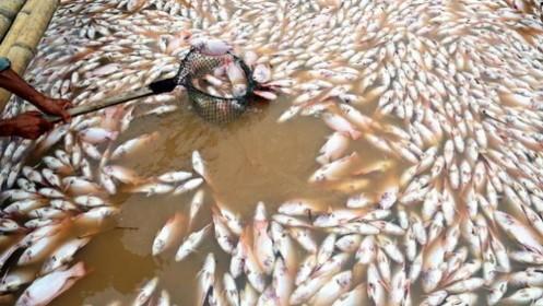 Đã thống kê thiệt hại ban đầu sự cố cá chết trên sông La Ngà