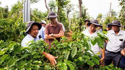 Bayer Agricademy: Mở ra cơ hội mới cho người trồng cà phê