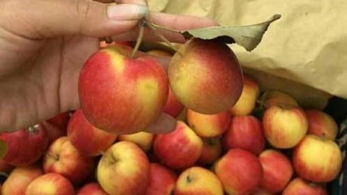 Ấn Độ xem xét dỡ bỏ lệnh cấm nhập khẩu táo và lê Trung Quốc