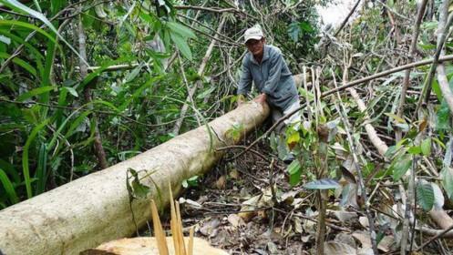 Nhiều dự án ‘xẻ thịt’ đất rừng trái phép tại Phú Yên