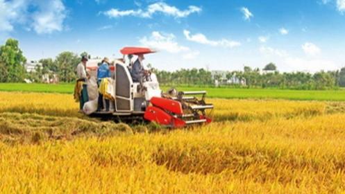 Gạo hữu cơ Đồng Phú hướng tới chinh phục thị trường Mỹ