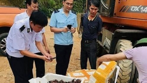 Lạng Sơn bắt giữ gần 50kg tôm hùm đất nhập lậu