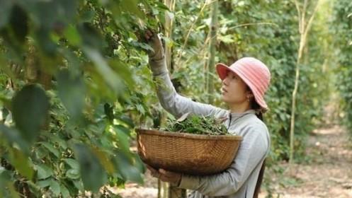Tiêu hạt rớt giá, nông dân Phú Quốc giảm mạnh diện tích trồng