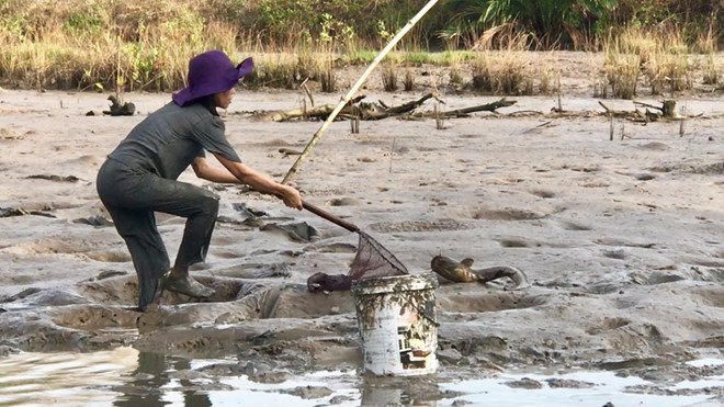 Người miền Tây 'thuốc cá vuông', cá 'xỉu' tha hồ vớt