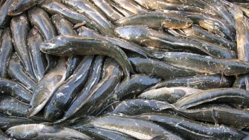 Giá cá lóc ở Trà Vinh tăng cao