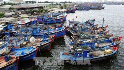 Kiên quyết chống đánh bắt cá bất hợp pháp để gỡ thẻ vàng cho ngành thủy sản