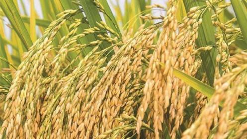 Tập đoàn Giống cây trồng Việt Nam (NSC): Lợi nhuận quý II giảm hơn 16%