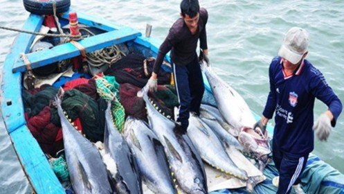 Khắc phục "thẻ vàng" IUU để nghề cá Việt Nam tiếp cận EVFTA