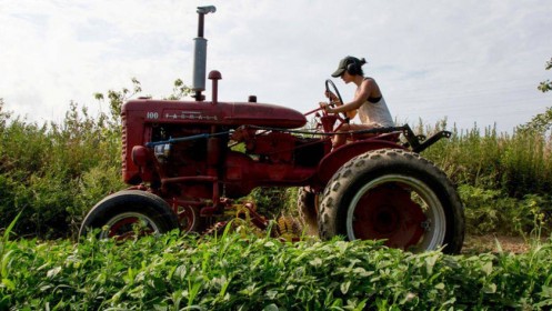 TQ đi nước cờ táo bạo chưa từng có: Mất khách hàng sộp, nông dân Mỹ đã "đau" nay càng thêm "khổ"