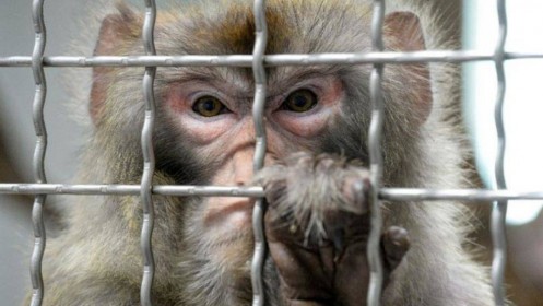 Trump đánh thuế lên khỉ, các phòng thí nghiệm Mỹ tháo chạy sang Trung Quốc