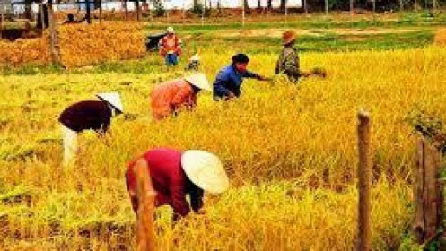 Thái Lan: Chính sách đảm bảo giá nông sản không phải là giải pháp lâu dài