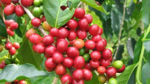 Giá cà phê thế giới tăng 2%, trong nước đi ngang