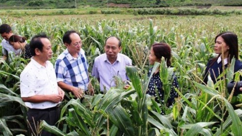 Hợp tác khuyến nông tiểu vùng sông Mê Kông giúp đổi mới nông nghiệp