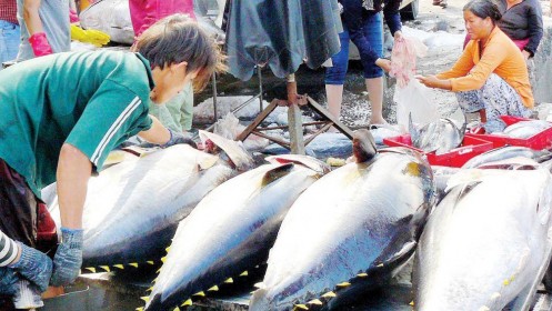 EU có thể sẽ dỡ bỏ lệnh cấm nhập khẩu thủy hải sản từ Nhật Bản