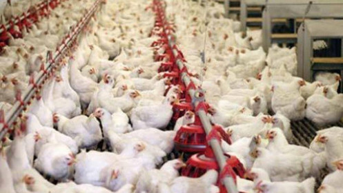 Giá thịt gà dự báo duy trì ở mức thấp, cần hạn chế tăng đàn tự phát, ồ ạt