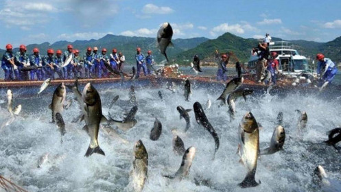 Hoa Kỳ công nhận tương đương hệ thống kiểm soát ATTP cá da trơn của Việt Nam
