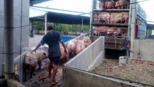 Nhập khẩu thịt lợn của Trung Quốc sẽ đạt đỉnh vào năm 2022