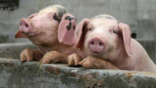 Giá thịt lợn tại Trung Quốc có xu hướng “hạ nhiệt”