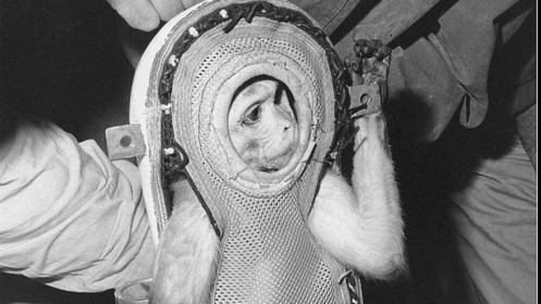 Kỳ thú chuyện con khỉ bay lên vũ trụ, ngày trở về, nó còn làm loạn cả một khu trục hạm của Mỹ