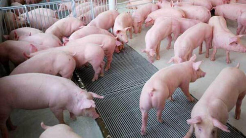Bộ NN&PTNT kiểm tra nguồn cung thịt lợn