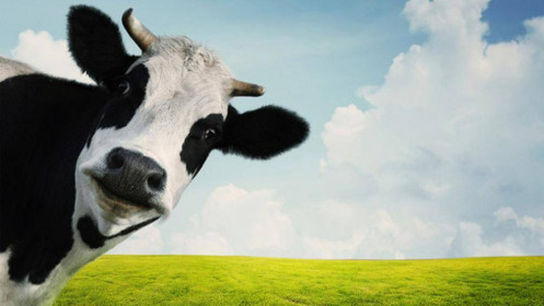 Bí mật kiếm tiền của một cao thủ sales: Khách hàng tiềm năng chính là “những con bò sữa có sẵn trong chuồng của bạn”