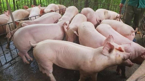 2 'đại gia' Dabaco, C.P hưởng ứng đưa giá lợn hơi về 75.000 đồng/kg