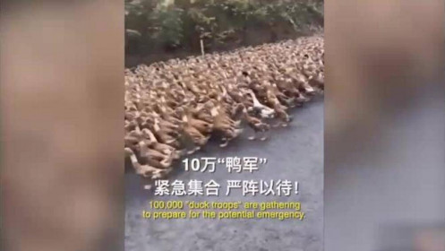[Video] Trung Quốc: 10 vạn con vịt lên đường dập dịch châu chấu châu Phi