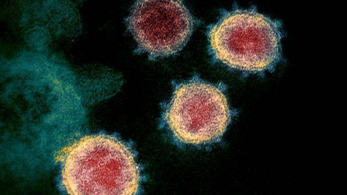 Các nhà khoa học Mỹ đã hoàn thành chế tạo vắc-xin virus corona