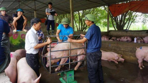 [Video] Giá lợn hơi miền Bắc bất ngờ bật tăng