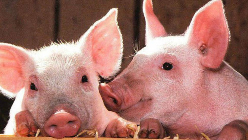 [Video] Vì sao Việt Nam vẫn chưa tái đàn lợn sau dịch tả lợn Châu Phi?