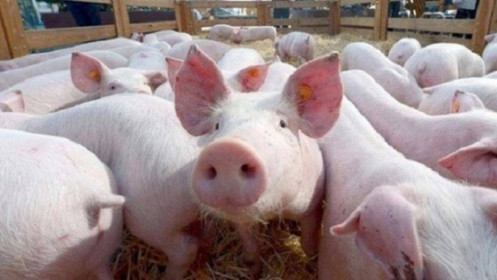 Thịt lợn hơi tăng trở lại, vượt qua ngưỡng 100.000 đồng/kg