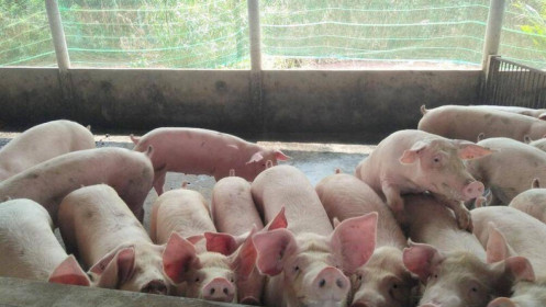 Yêu cầu tăng cường tái đàn lợn ở các địa phương