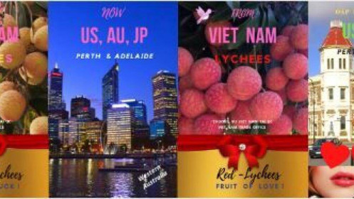 9 tấn quả vải U hồng của Việt Nam sắp nhập cảng Australia