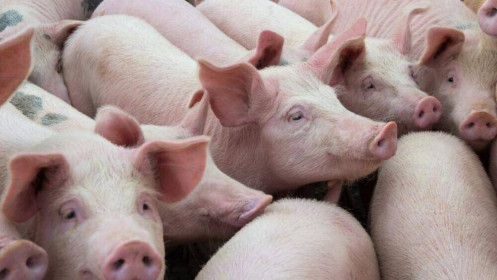[Video]  Chính thức cho nhập khẩu lợn sống Thái Lan về Việt Nam